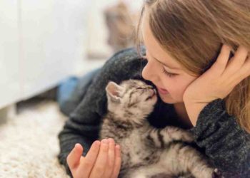 Comment savoir si un chat est calin ?