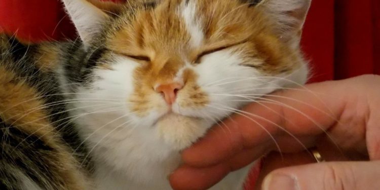 Pourquoi mon chat veut toujours être sur moi ?