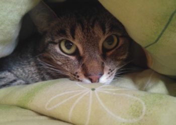 Comment empêcher un chat de Patouner ?