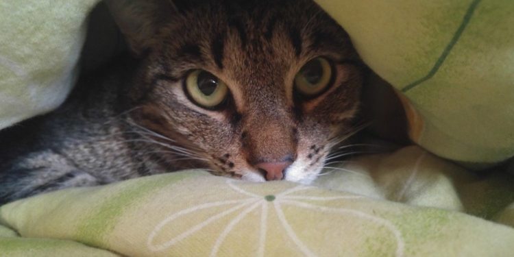 Comment empêcher un chat de Patouner ?