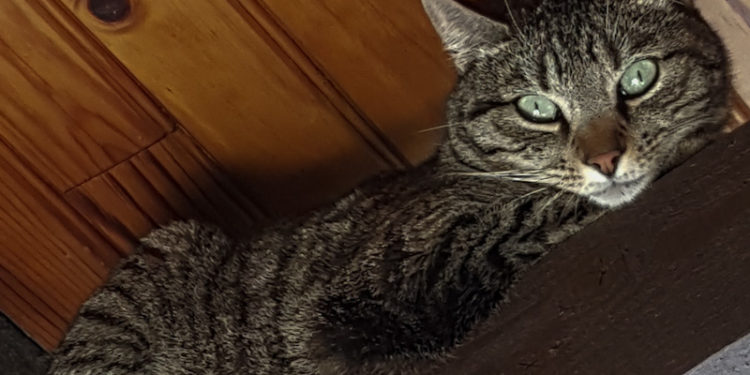 Pourquoi mon chat m'attaque soudainement ?