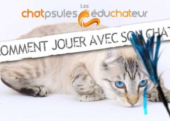Comment calmer un chat qui veut sortir ?