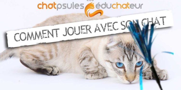 Comment calmer un chat qui veut sortir ?
