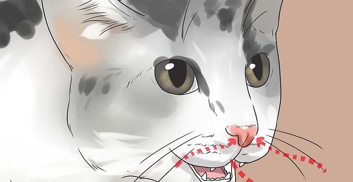 Comment doit respirer un chat ?