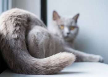 Comment un chat peut se casser la queue ?