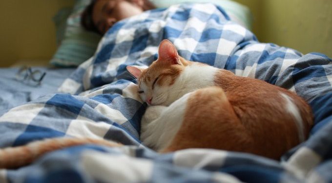 Pourquoi mon chat vient dormir avec moi ?