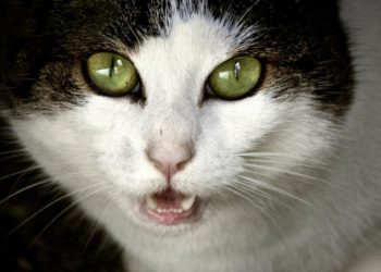 Pourquoi mon chat dort tout le temps sur le dos ?