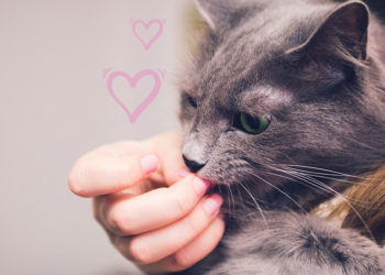 Pourquoi mon chat me colle tout le temps ?