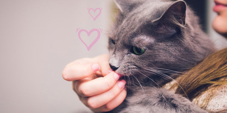 Pourquoi mon chat me colle tout le temps ?