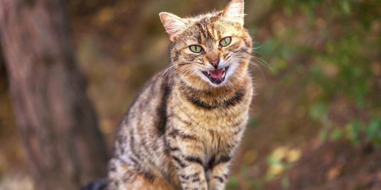 Pourquoi mon chat miaule quand il dort ?