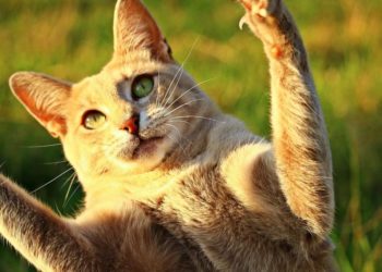 Pourquoi un chat gratte contre la porte ?