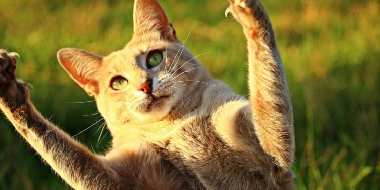 Pourquoi un chat gratte contre la porte ?