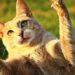 Pourquoi un chat gratte contre la porte ?