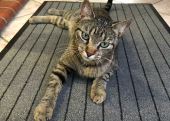 Pourquoi mon chat me colle enceinte ?