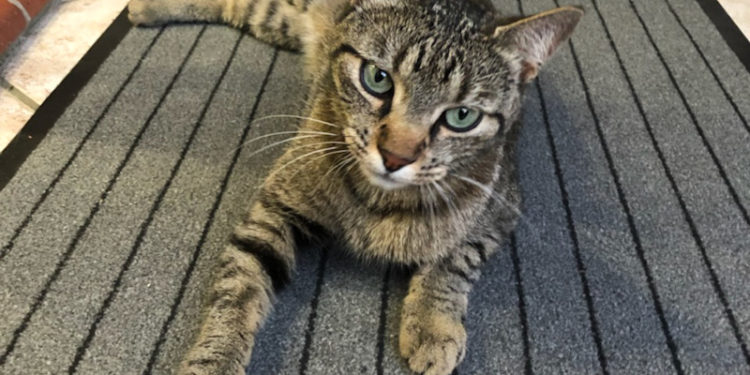 Pourquoi mon chat me colle enceinte ?