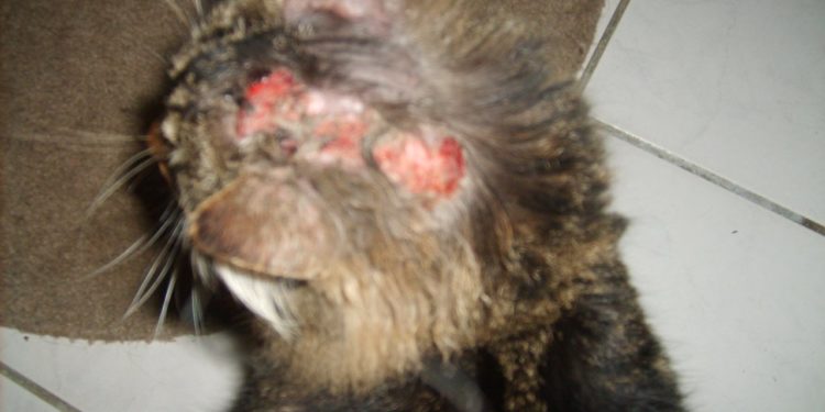 Pourquoi mon chat se bouffe les poils ?