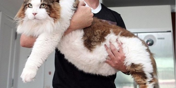 Quel est le féminin de chat ?