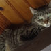 Pourquoi mon chat m'attaque sans raison ?