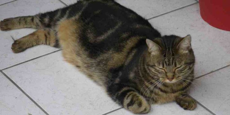 Pourquoi mon chat s'excite tout seul ?