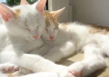 Comment eviter qu'un chat s'étouffe ?