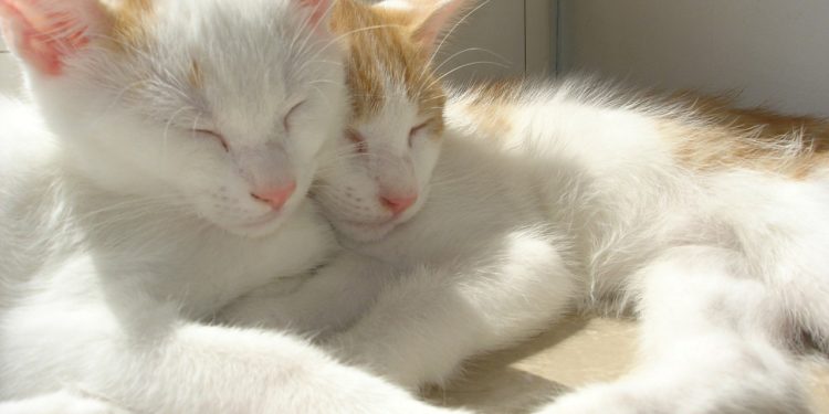 Comment eviter qu'un chat s'étouffe ?