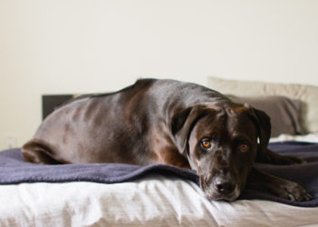 Pourquoi un vieux chat tourne en rond ?