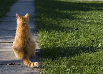 Pourquoi le dos de mon chat bouge ?