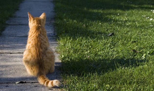 Pourquoi le dos de mon chat bouge ?