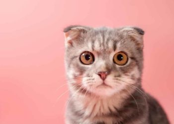 Comment empêcher un chat de faire pipi dans la maison ?