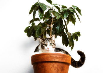 Comment éloigner les chats des plantes vertes ?