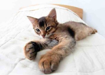 Comment faire pour que mon chat soit plus câlin avec moi ?