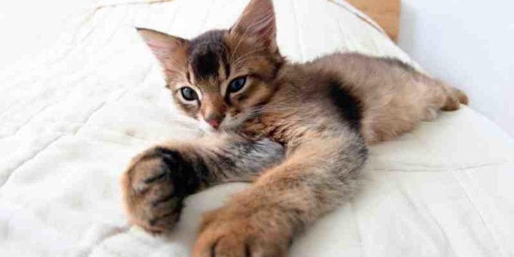 Comment faire pour que mon chat soit plus câlin avec moi ?