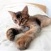 Comment faire pour que mon chat soit plus câlin avec moi ?