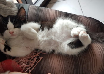 Pourquoi mon chat me suis de partout ?