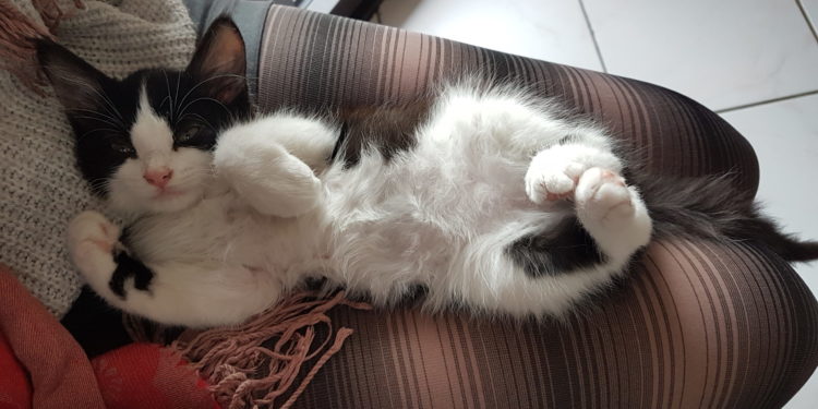 Pourquoi mon chat me suis de partout ?