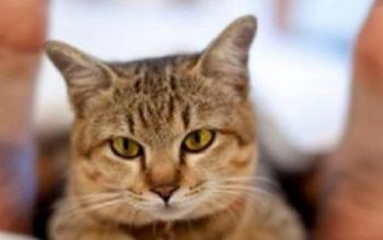 Pourquoi le chat se met au pied du lit ?