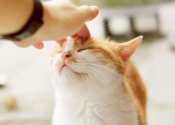 Comment faire recracher un chat ?