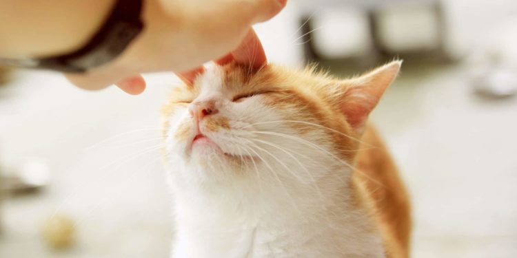 Comment faire recracher un chat ?