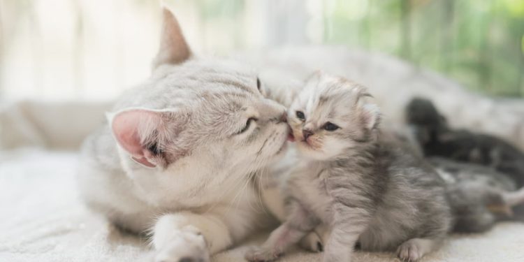 Comment finir le sevrage d'un chaton ?