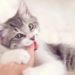 Pourquoi mon chat me mordille puis me lèche ?
