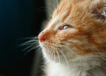 Comment soigner la conjonctivite d'un chaton ?