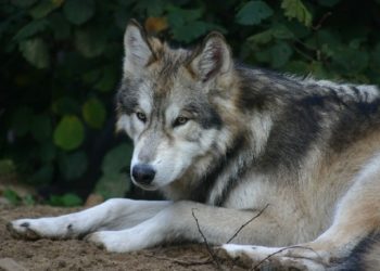 Quelle est la race de chien la plus proche du loup ?