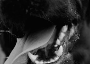 Comment soigner un Epulis chez le chien ?