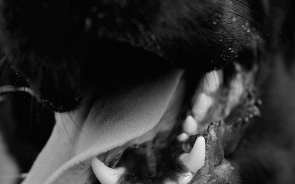 Comment soigner un Epulis chez le chien ?