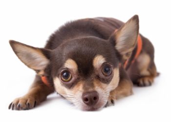 Pourquoi la tête de mon chien tremble ?