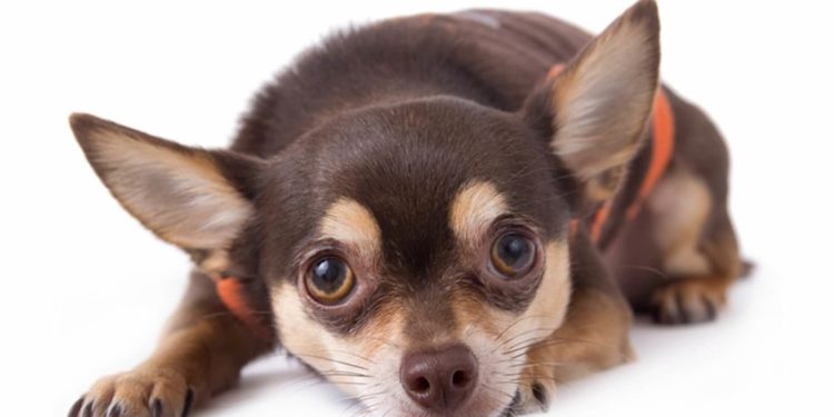 Pourquoi la tête de mon chien tremble ?