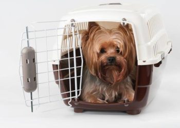 Comment rassurer un petit chien ?