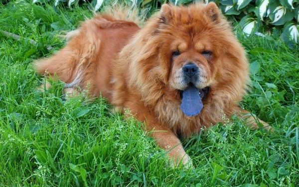 Quelle race de chien à la langue bleue ?