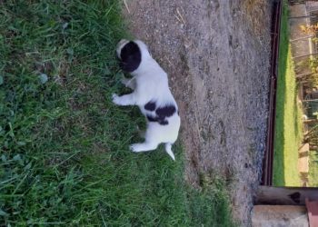 Pourquoi 2 chiens mâles qui se montent ?