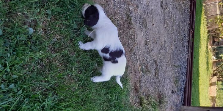 Pourquoi 2 chiens mâles qui se montent ?